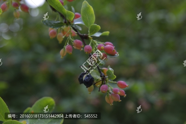 紅果小蘗