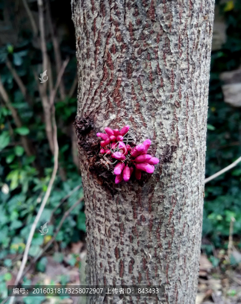 紫荊