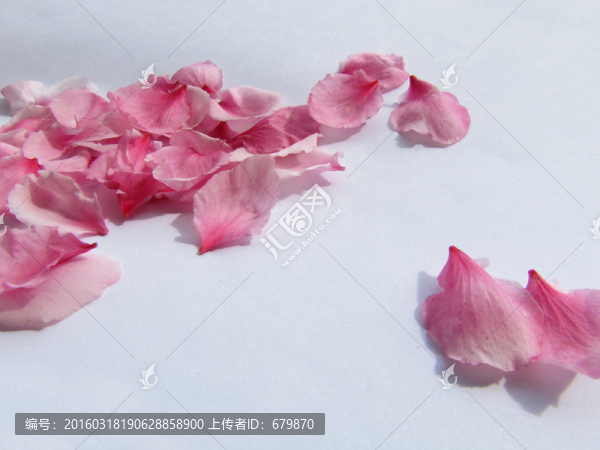 桃花花瓣
