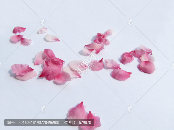 桃花花瓣