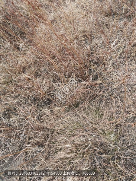 荒草紋
