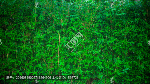 竹林背景墻