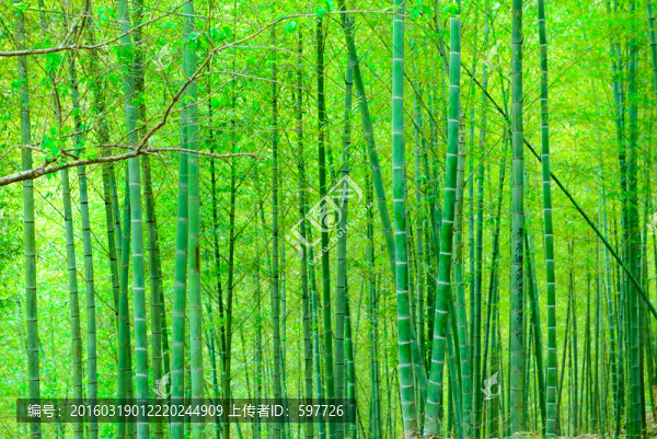 陽(yáng)光竹林