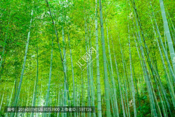 陽光竹林