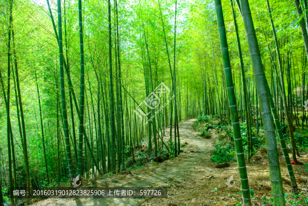 陽光竹林小路