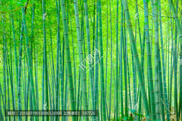 陽光竹林背景