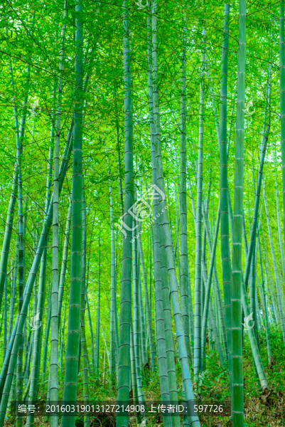 竹林豎幅