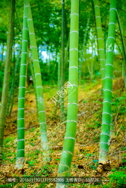 竹林豎幅