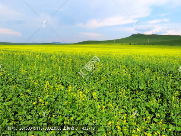 夏季油菜田