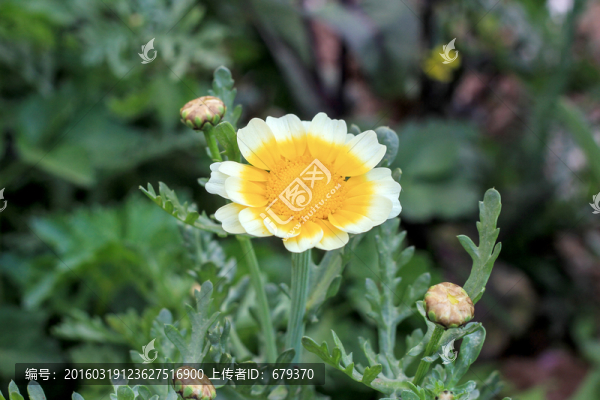 黃色野花,菊科花,菜花,茼蒿