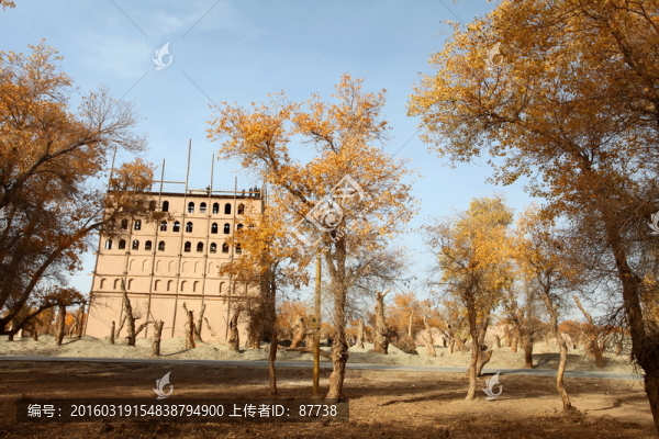 新疆胡楊