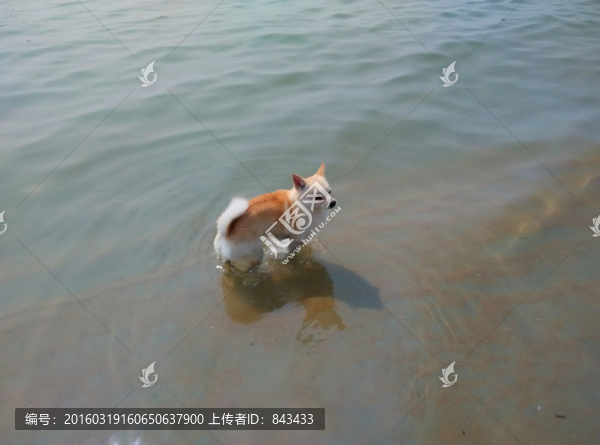 狗