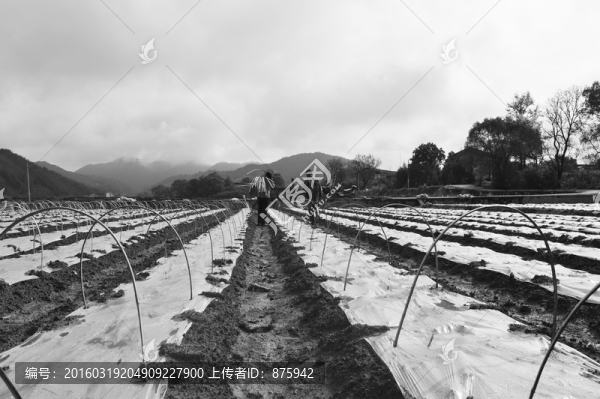 蔬菜種植