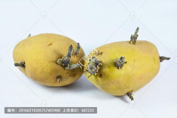 發(fā)芽的土豆