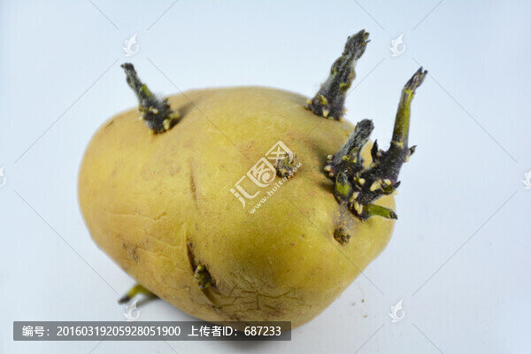 發(fā)芽的土豆