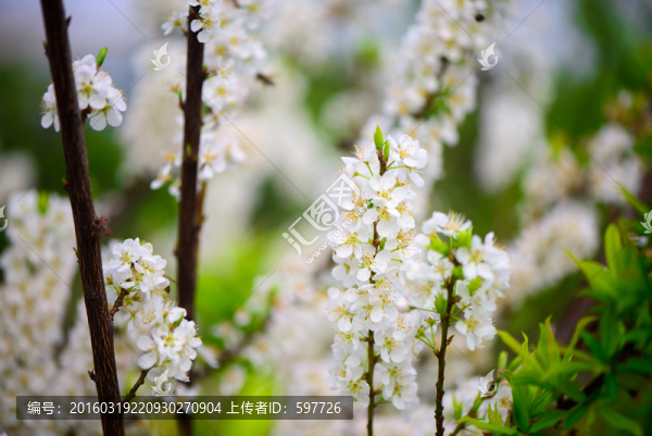 春天的李花
