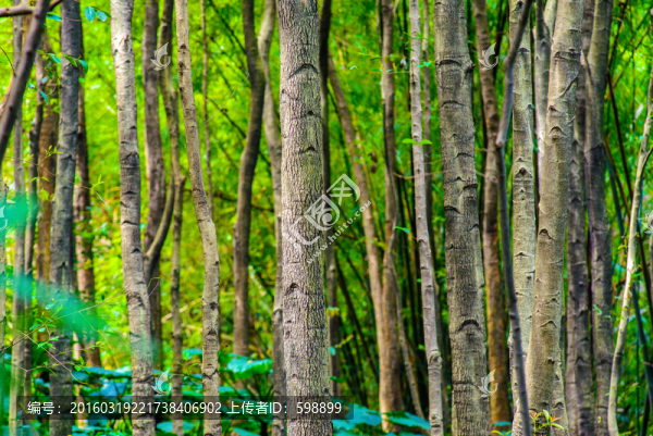 陽光樹林