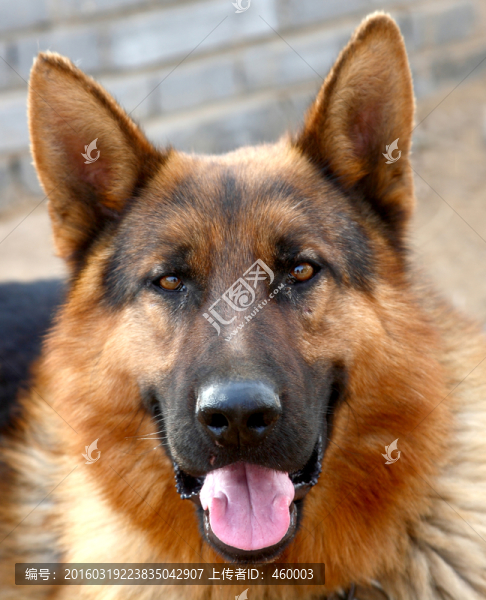 德國(guó)牧羊犬