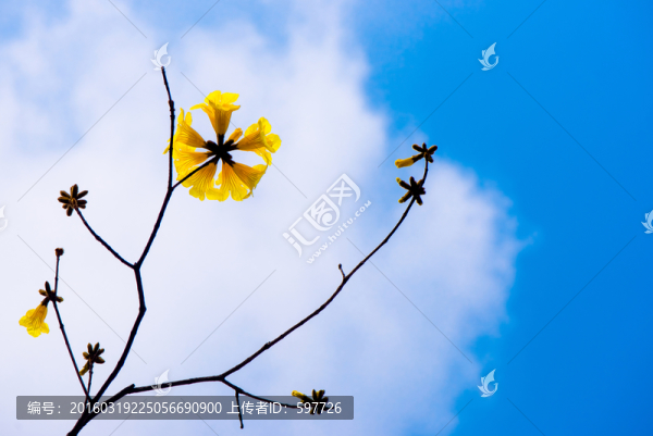 黃花風(fēng)鈴木