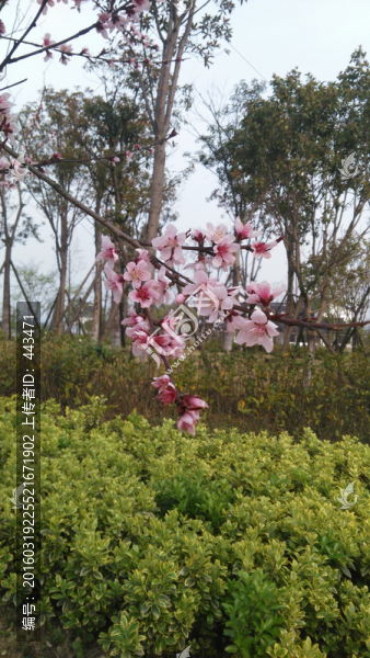桃花