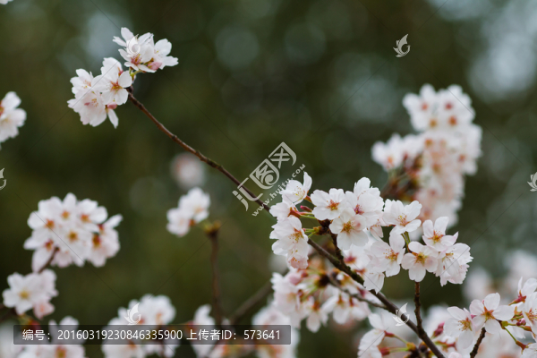 櫻花