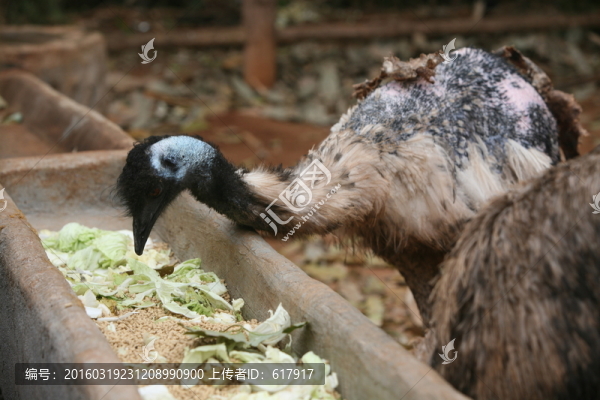 鴯鹋,鳥類,動物園