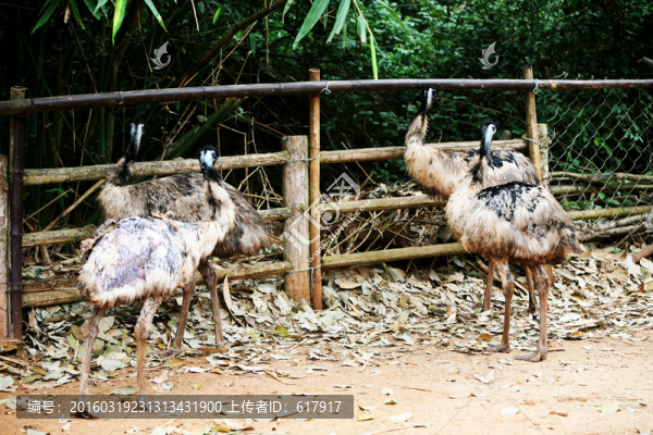 鴯鹋,鳥類,動物園