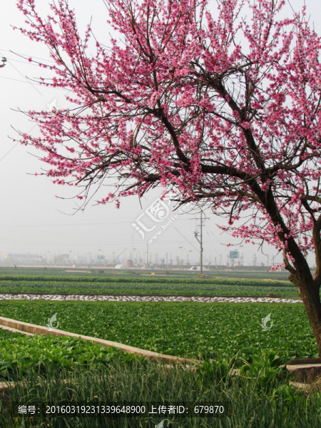 菜地里的桃樹(shù)