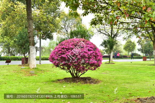 公園植被