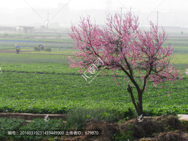 菜地里的桃樹