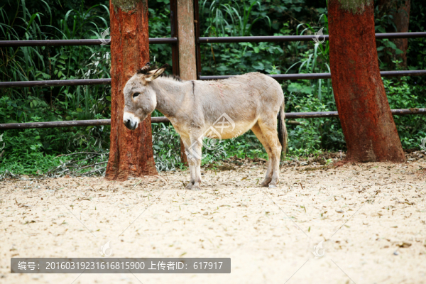 小毛驢