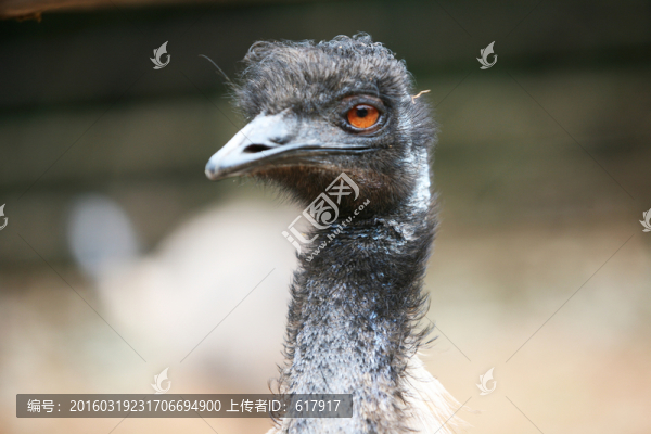 大鳥