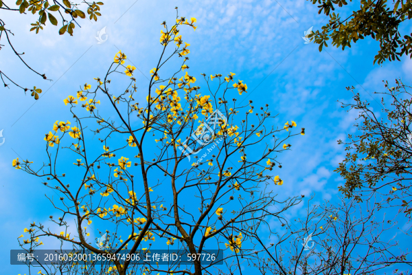 藍天風鈴花