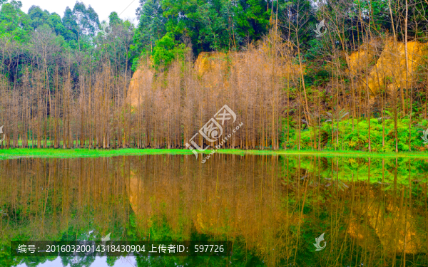 樹林湖泊倒影