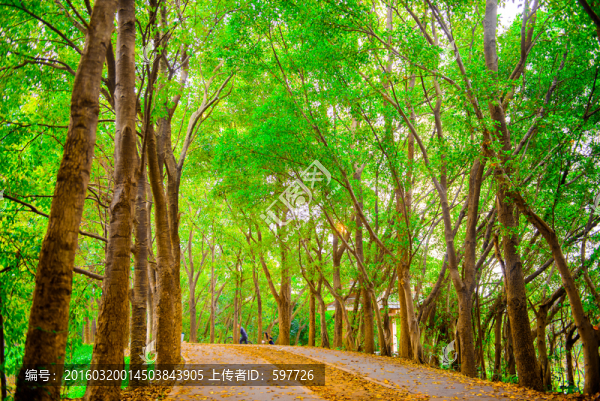 陽光樹林小路高清