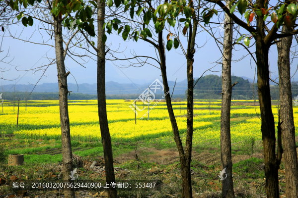 油菜花