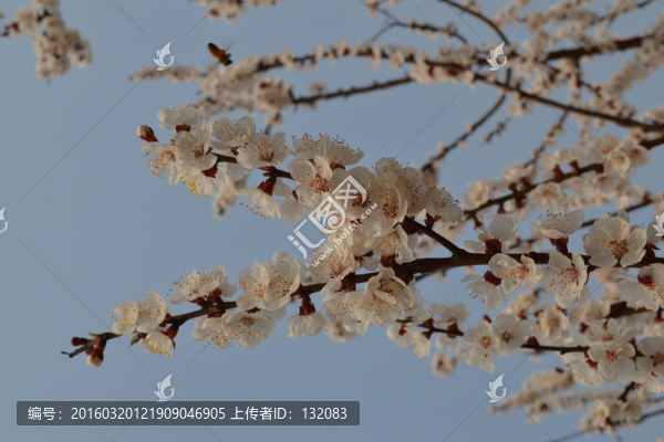 杏花