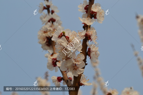 杏花