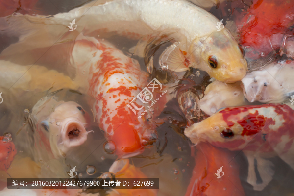 錦鯉