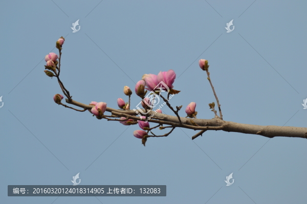 玉蘭花