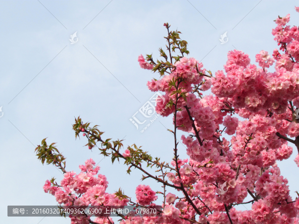 櫻花