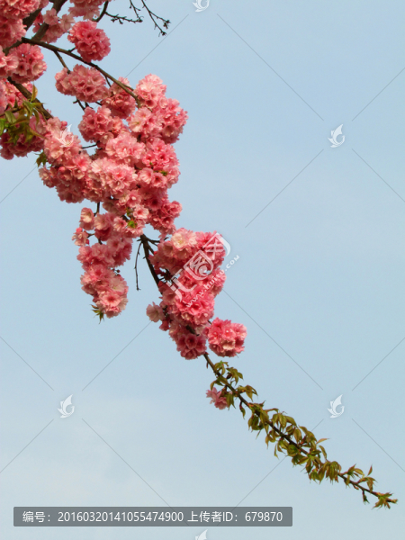 一枝櫻花
