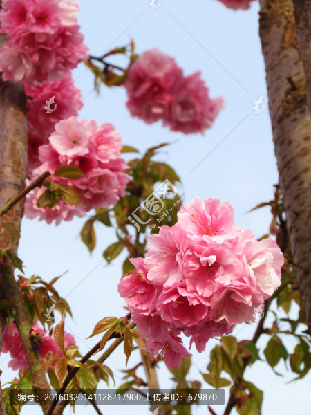 櫻花