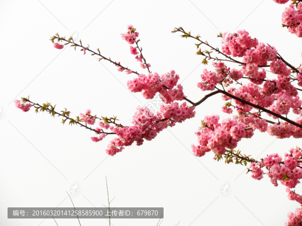 一枝櫻花