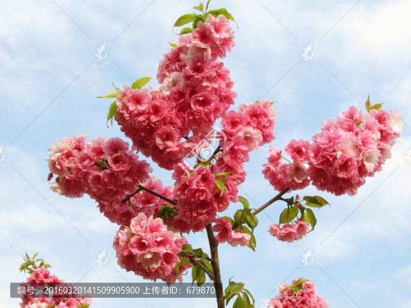 櫻花