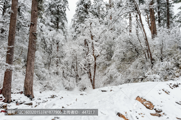 海螺溝雪景