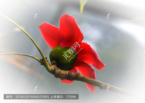 木棉花