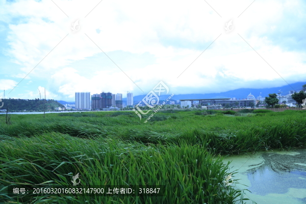 洱海濕地
