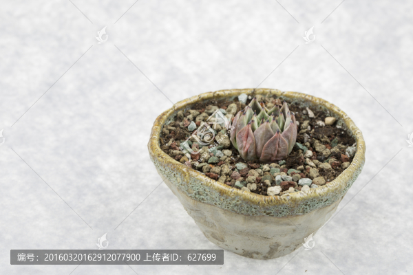 韓國進(jìn)口多肉植物萬圣夜