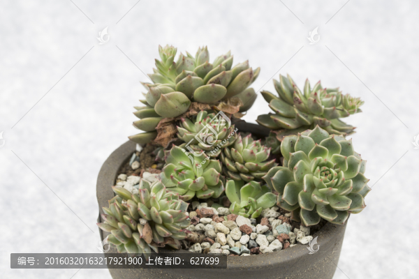 多肉植物奧利維亞老樁盆景
